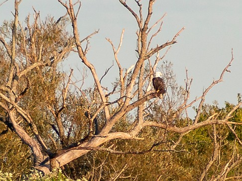 CT River Swallow Cruise-012 Bald Eagle perched on a dead tree on Nott Island