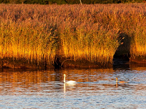 CT River Swallow Cruise-023 We arrive at the wild grass beds of Goose Island to find a mother and her gosling