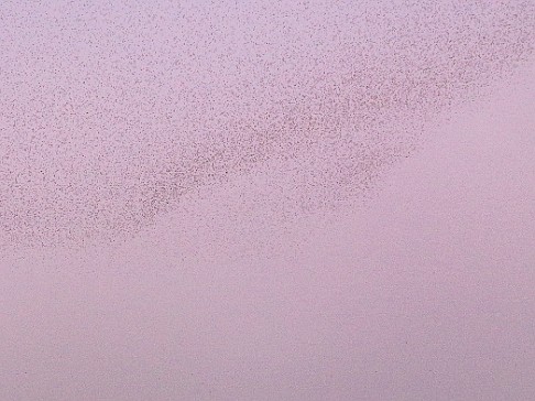 CT River Swallow Cruise-050 We are starting to see the murmurations of the swallows as they increase in number and start looking for their resting spots in the grass beds for the night