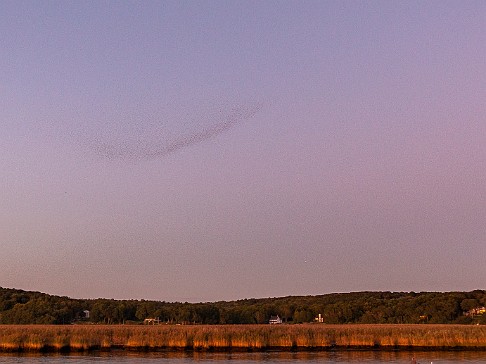 CT River Swallow Cruise-053 Swallow murmurations