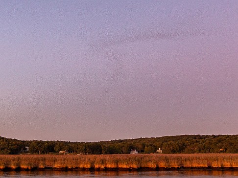 CT River Swallow Cruise-055 With one final murmuration, the swallows descend en masse to rest for the night in the grass beds of Goose Island