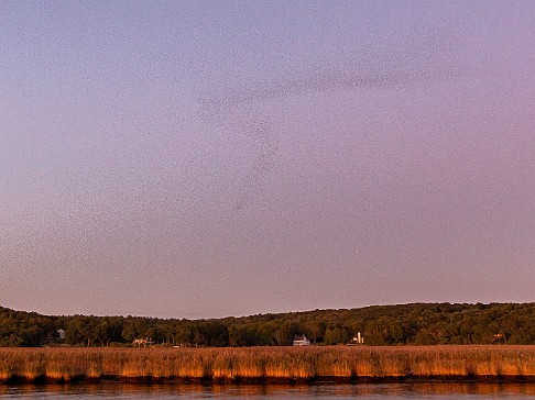 CT River Swallow Cruise-055 With one final murmuration, the swallows descend en masse to rest for the night in the grass beds of Goose Island