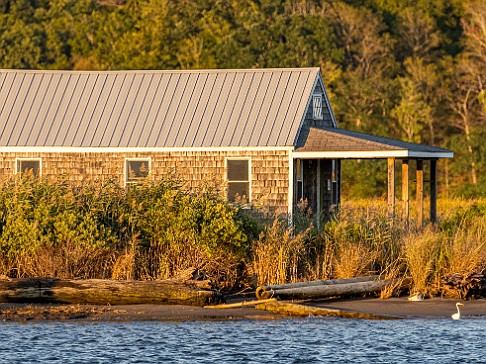 CT River Swallow Cruise-011 Egrets on the banks of the Lord Cove Wildlife Area