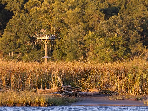 CT River Swallow Cruise-014 Osprey in the Lord Cove Wildlife Area