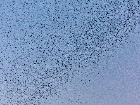 CT River Swallow Cruise-036 The sky is thick with swallows from all over gathering at sundown in this one area