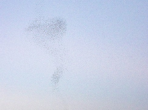 CT River Swallow Cruise-053 The final murmurations create fluid and ever-changing patterns in the sky as the swallows play follow-the-leader and descend for the night