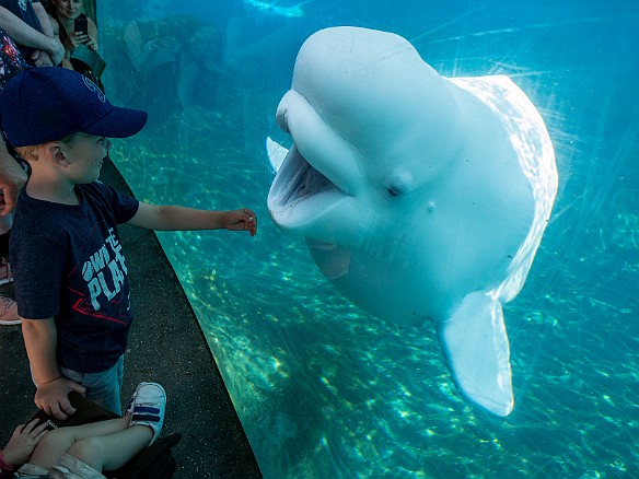 Mystic Aquarium-007 The little kids just loved the playfulness of the belugas