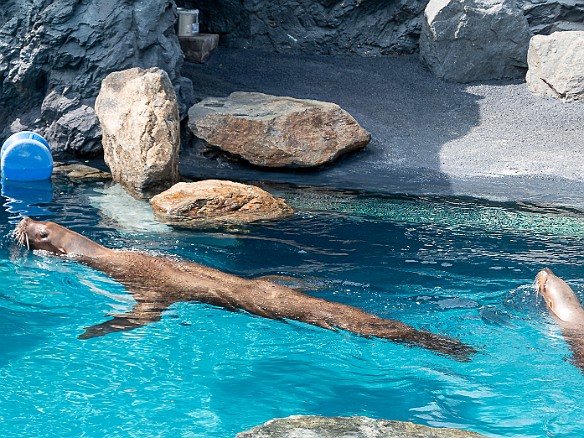 Mystic Aquarium-010 Northern Fur Seals