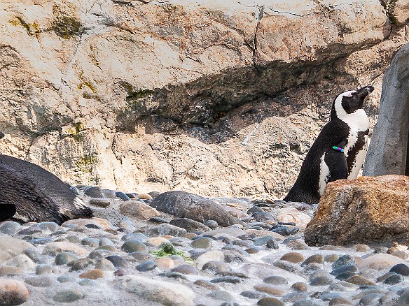 Mystic Aquarium-013 African Penguins