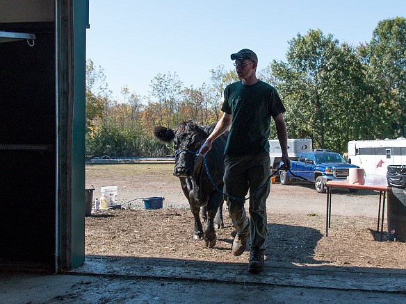 Bringing in the cattle Sep 27, 2014 12:23 PM