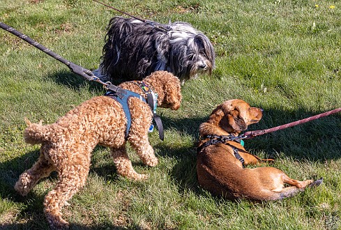 BlessingOfTheAnimals2022-003 A beautiful Fall Sunday afternoon for Rabbi Bellows and Cantor Belinda to bless the animals with song, a little dance, and lots of praise 🙏💕