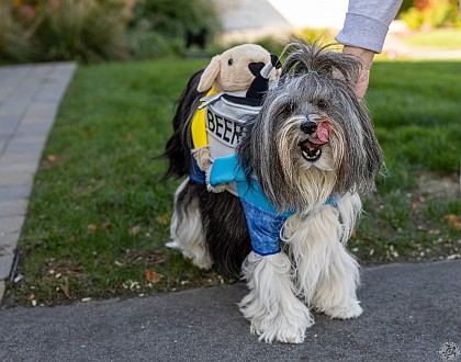 DogsOnTheDock2022-003 Sophie sporting her keg-o-beer costume