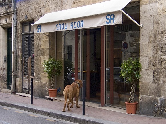 This mastiff seemed to be fascinated with what this shop was selling Feb 4, 2005 3:12 PM : Bordeaux : Maxine Klein,Frdric Leroy,Alexandre Bronetsky,Cleo Barretto,Yunpeng Zhao