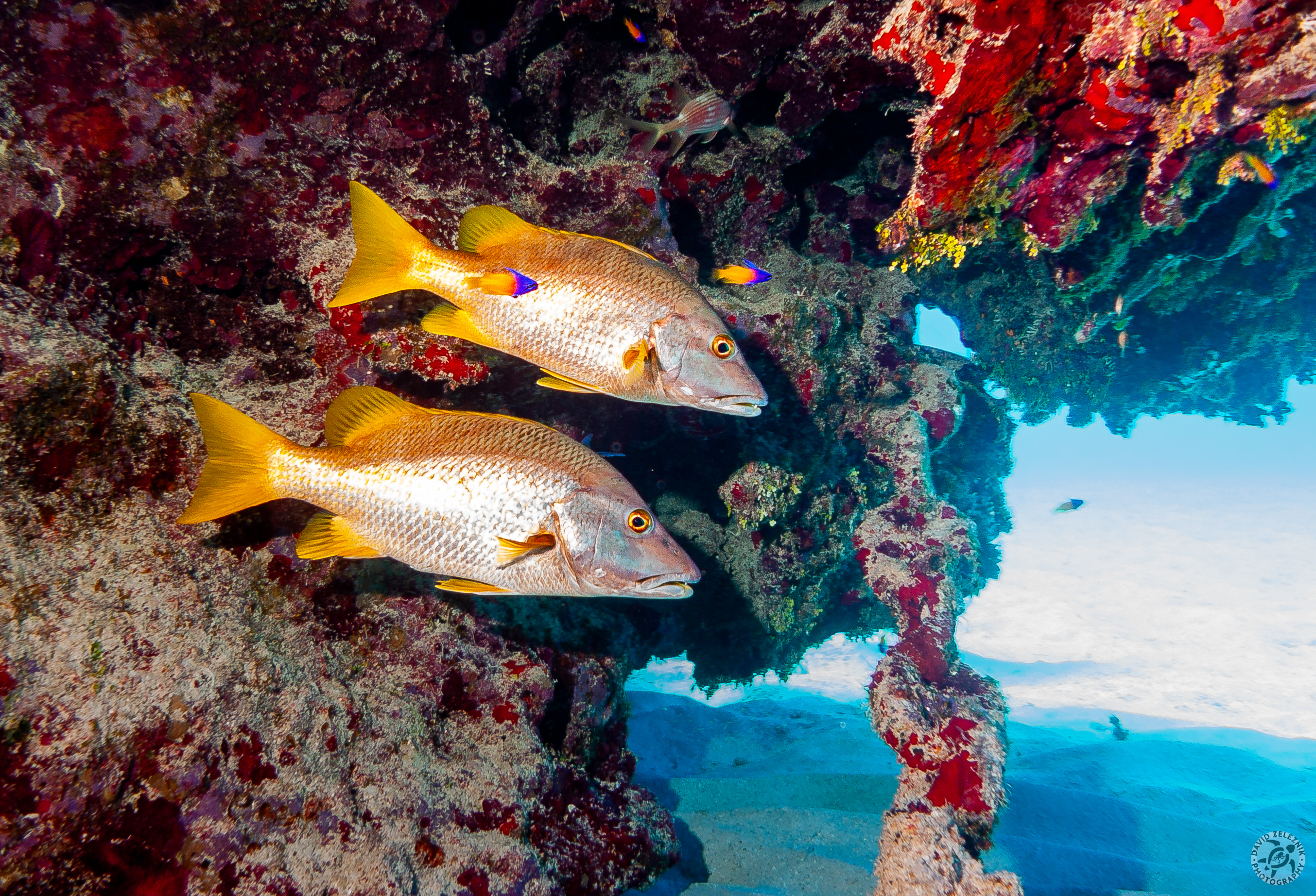 Schoolmasters, a species of snapper accompanied by small Fairy Basslets and a section of the large encrusted chain that gives the site its name