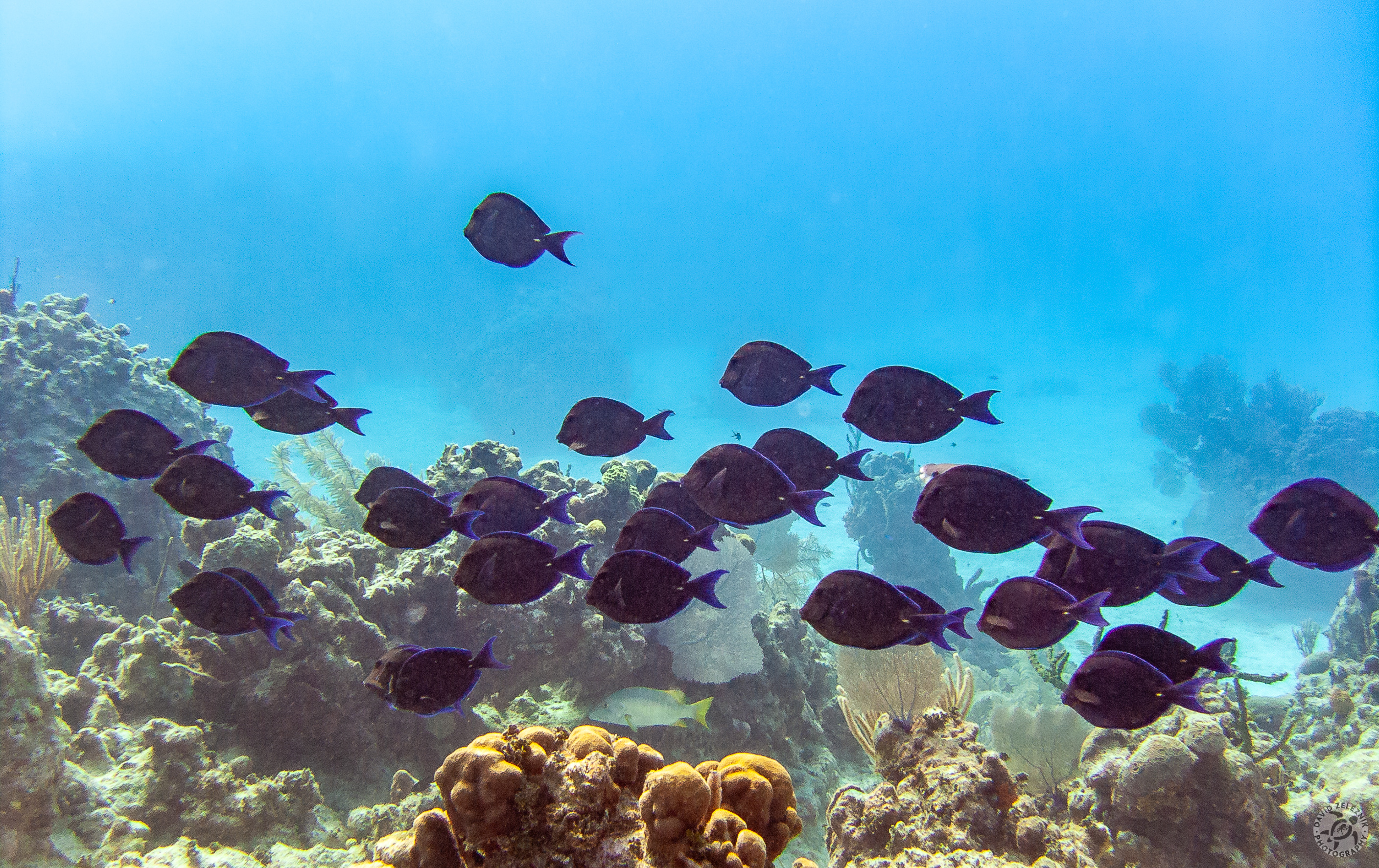 A school of Blue Tangs