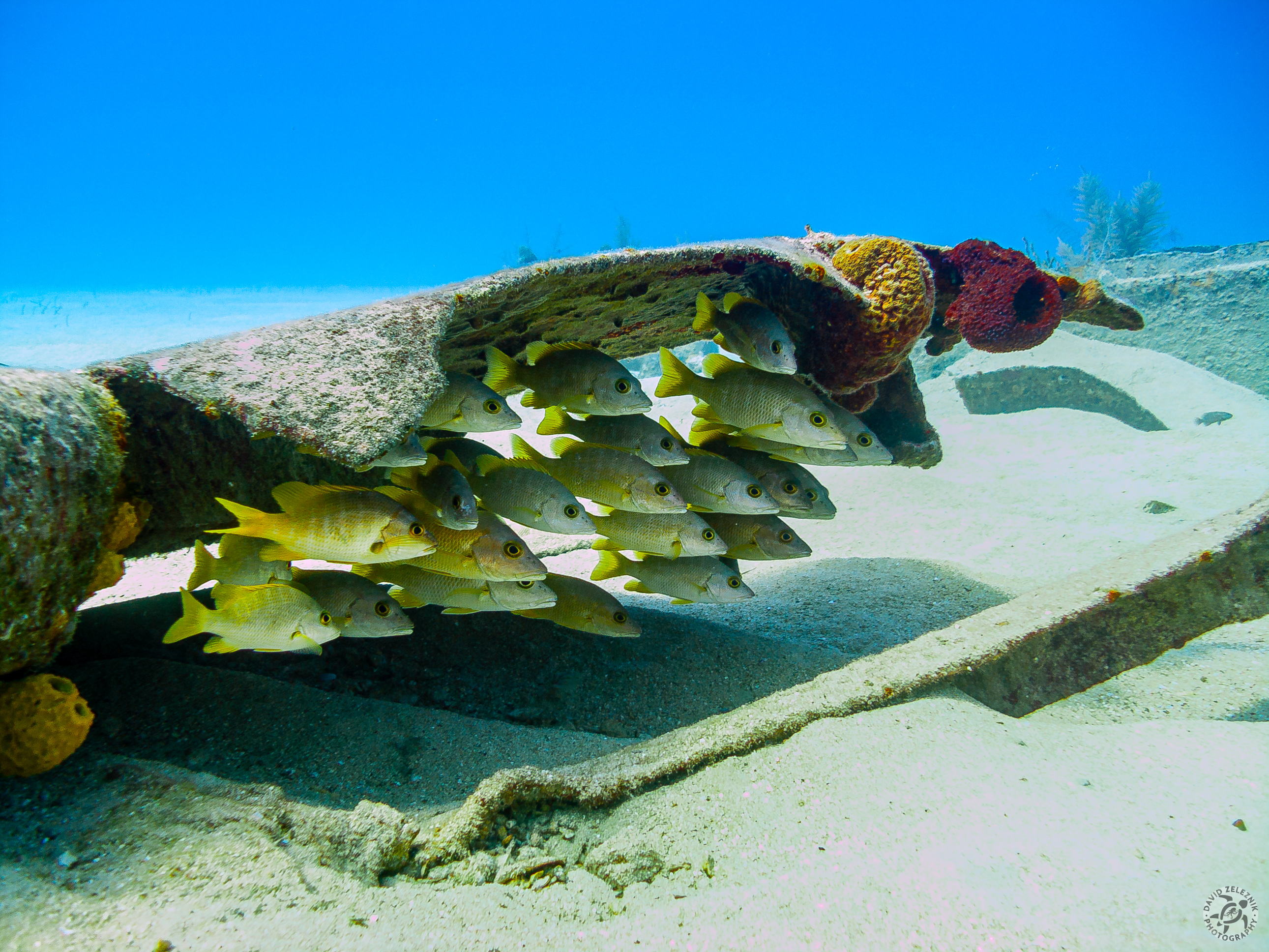 What else but a school of Schoolmaster Snapper under a piece of wreckage