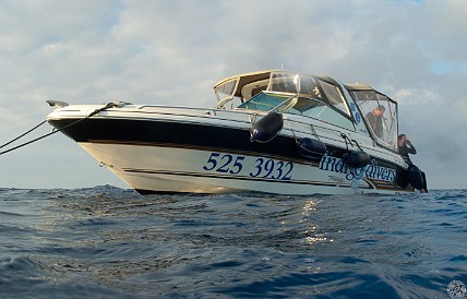 GrandCaymanDiving2011-002 I cannot recommend Indigo Divers highly enough. Chris and Katie Alpers run an incredible operation, six divers max, and often just four. The last two days I was...