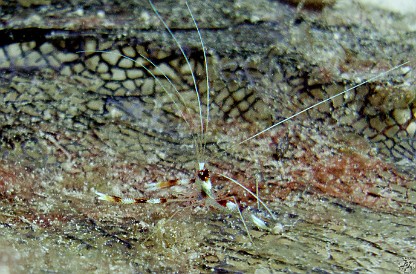 GrandCaymanDiving2011-017 First divesite was Chain Reef, a Banded Coral Shrimp on a sea fan