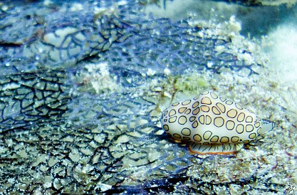 GrandCaymanDiving2011-018 Flamingo Tongue Snail, also on a sea fan. The markings are not on the shell, but on the snail's mantle that it extends to cover its shell as camouflage.