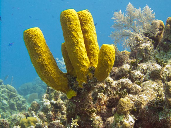 Chain Reef tube sponges Jan 28, 2011 9:37 AM : Diving, Grand Cayman