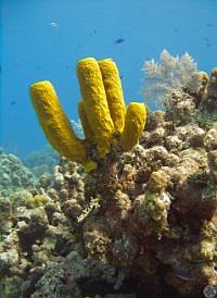 Chain Reef tube sponges Jan 28, 2011 9:37 AM : Diving, Grand Cayman