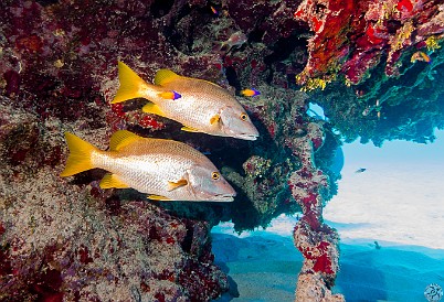 Schoolmasters, a species of snapper accompanied by small Fairy Basslets and a section of the large encrusted chain that gives the site its name Schoolmasters, a species of snapper accompanied by small Fairy Basslets and a section of the large encrusted chain that gives the site its name