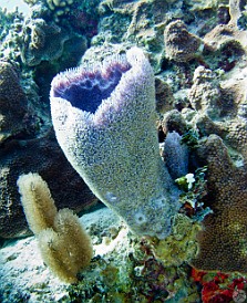 GrandCaymanDiving2011-025 Vase sponge