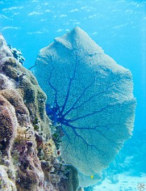 GrandCaymanDiving2011-026 Sea fan