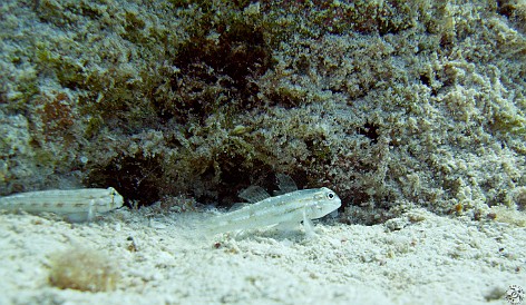 GrandCaymanDiving2011-030 Dash Gobys scooting along the bottom on their pectoral fins