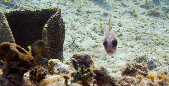 GrandCaymanDiving2011-038 Squirrelfish