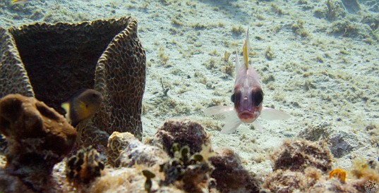 Squirrelfish Jan 28, 2011 10:06 AM : Diving, Grand Cayman