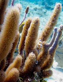 GrandCaymanDiving2011-043 Another Flamingo Tongue Snail