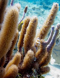 Another Flamingo Tongue Snail Jan 28, 2011 10:17 AM : Diving, Grand Cayman