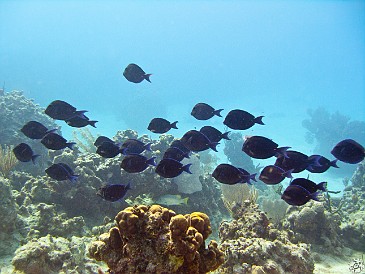A school of Blue Tangs A school of Blue Tangs on Chain Reef
