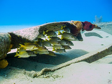 What else but a school of Schoolmaster Snapper under a piece of wreckage What else but a school of Schoolmaster Snapper under a piece of wreckage