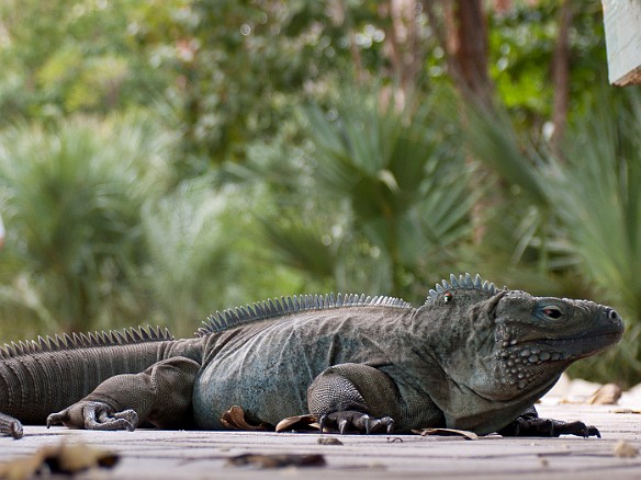 The rare blue iguanas are endangered and the park is host to a breeding and recovery program Jan 31, 2011 1:35 PM : Grand Cayman