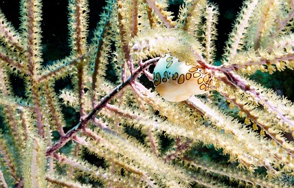 Flamingo Tongue Snail Flamingo Tongue Snail