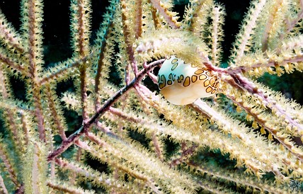 Flamingo Tongue Snail Jan 27, 2012 9:53 AM : Diving, Grand Cayman