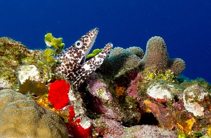 My first day of diving started at North West Point where I snapped this Spotted Moray Jan 27, 2012 8:24 AM : Diving, Grand Cayman