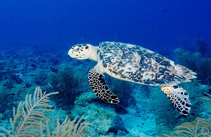 More turtles! Jan 30, 2012 9:30 AM : Diving, Grand Cayman, turtle