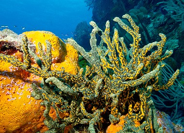 Interesting formation of encrusting sponges at Bonnie's Arch Jan 30, 2012 9:31 AM : Diving, Grand Cayman