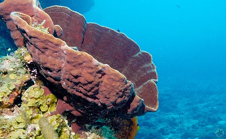 Diving0130-BonniesArch-009 Giant Brown Bowl Sponge