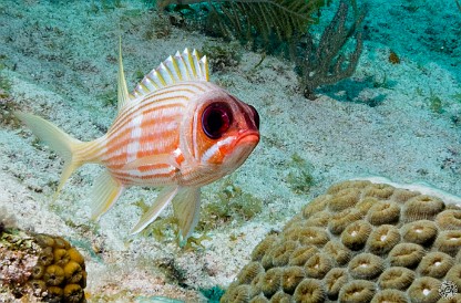 Staring contest with a Squirrelfish Jan 30, 2012 9:57 AM : Diving, Grand Cayman