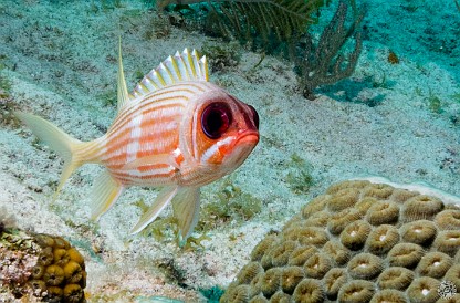 Diving0130-BonniesArch-029 Staring contest with a Squirrelfish