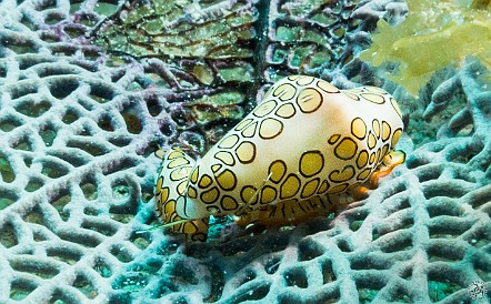 Two Flamingo Tongue Snails on a sea fan Jan 30, 2012 10:08 AM : Diving, Grand Cayman