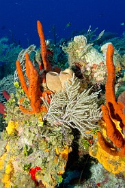 My second day of diving, on Monday, I was the only one on the boat with Chris. We started out at Dolphin's Point Dropoff. Rope and barrel sponges on the reef. Jan 30, 2012 8:02 AM : Diving, Grand Cayman