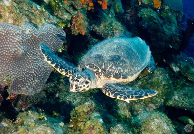 Diving0130-DolphinPtDropoff-006 Baby sea turtle