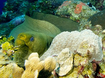 We encountered no less than 4 giant Green Morays free swimming across the reef and acting extremely inquisitive. This one kept going after Chris's flippers. Jan 30, 2012 8:08 AM : Diving, Grand Cayman