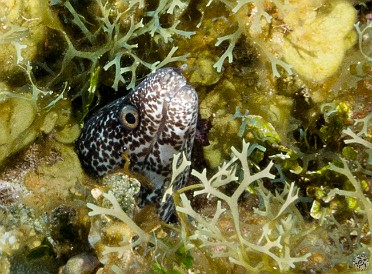 Diving0130-DolphinPtDropoff-011 Spotted Moray peering out from its hole in the reef