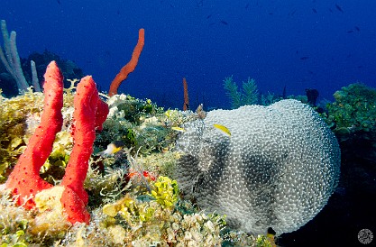 Jan 30, 2012 8:10 AM : Diving, Grand Cayman